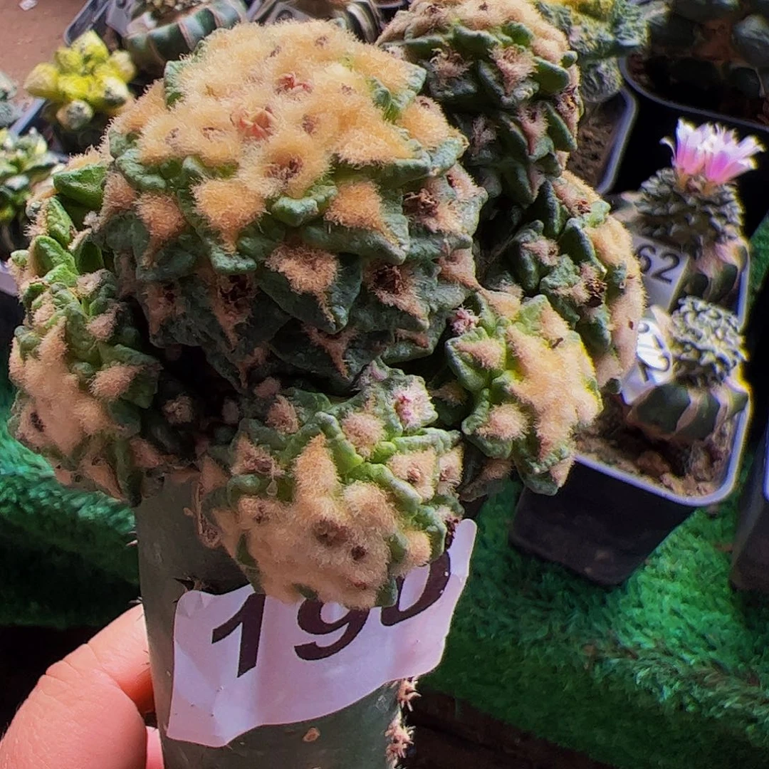 无花朵福利馒头黑牡丹群190