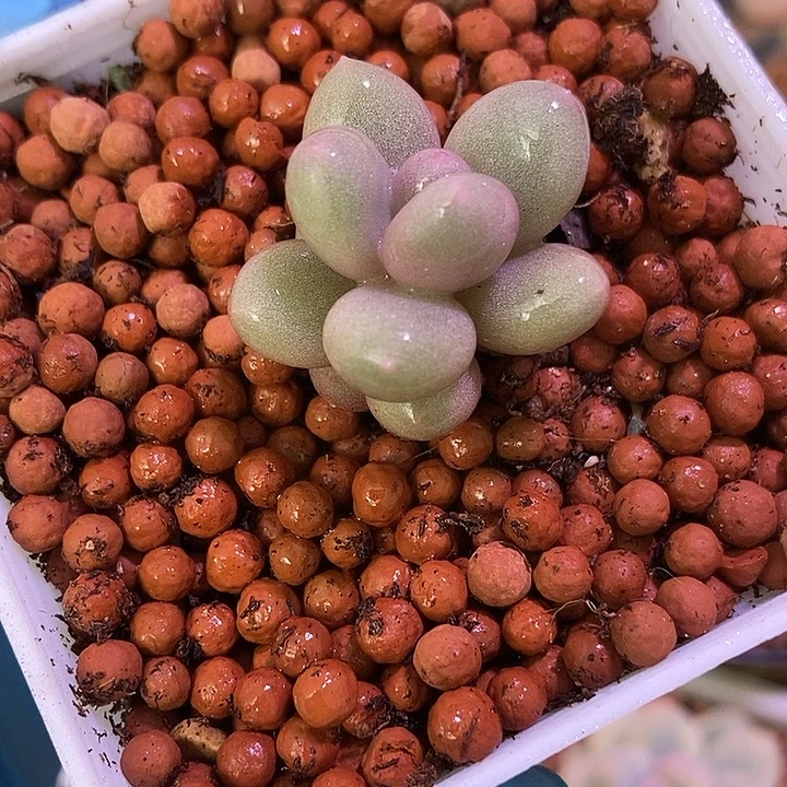 瓷白蛋黄奶酪锦基因多肉