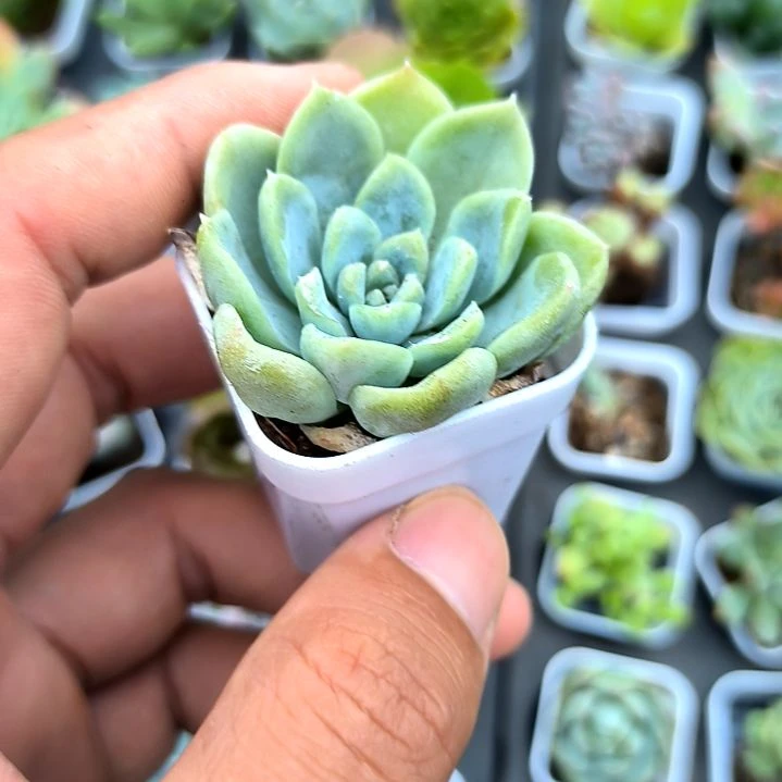 奶油美人，满7元包邮
