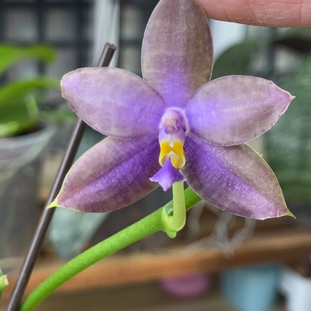 完全开放蜻蜓交珍妮弗-1016