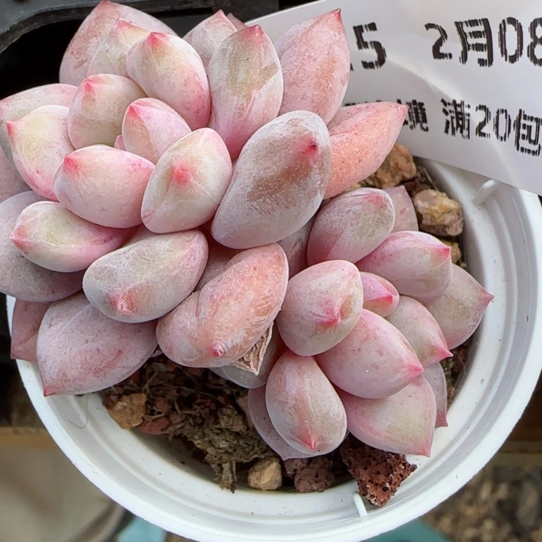 花语逸镜0208-525