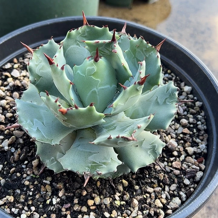 水***色龙舌兰多肉植物多肉