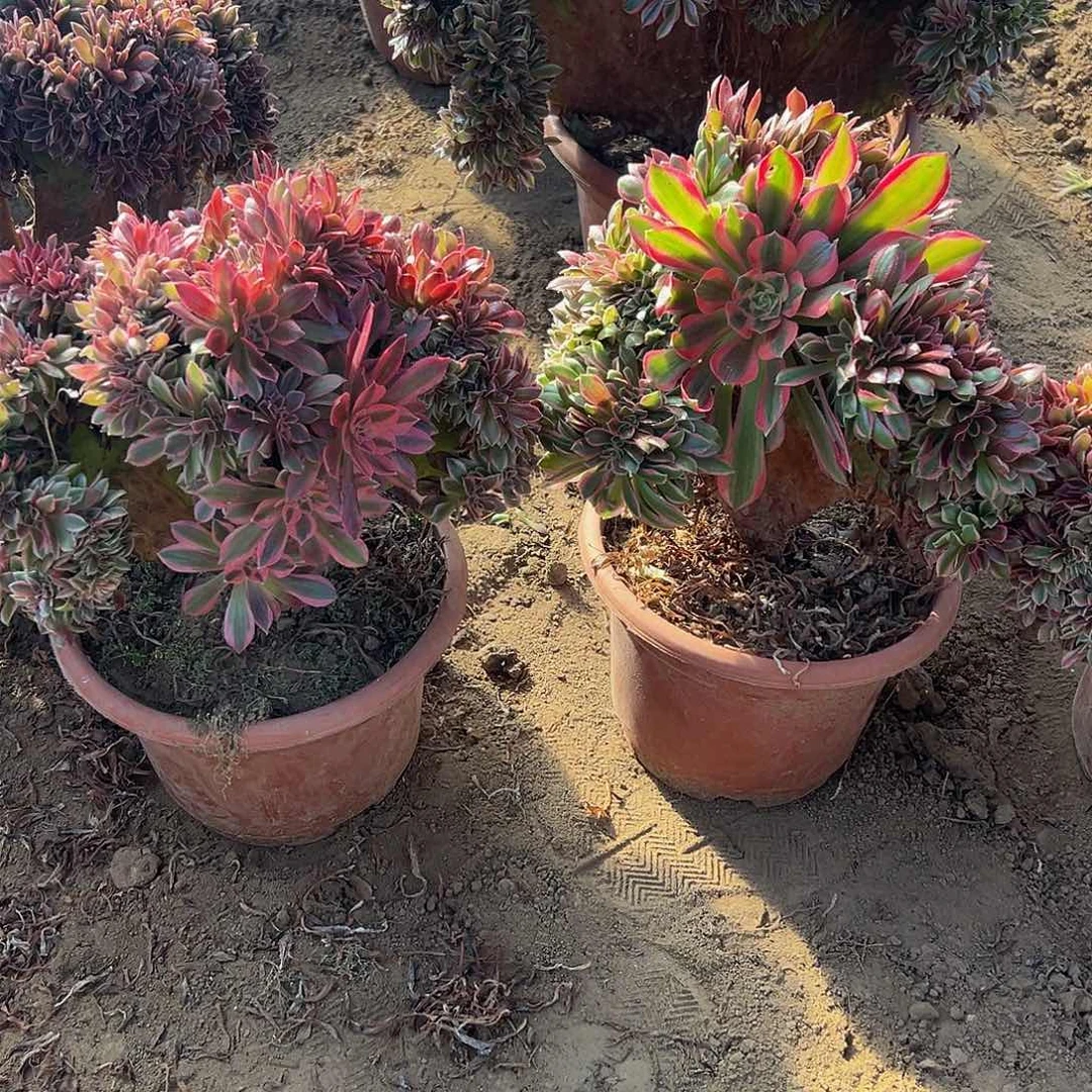 欢**家女神缀化脱土发货