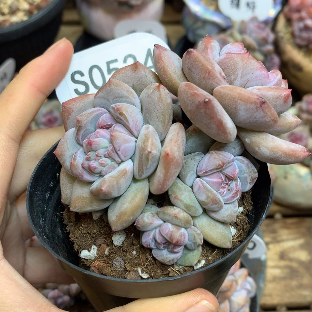 S0534 突尼斯 背景同款