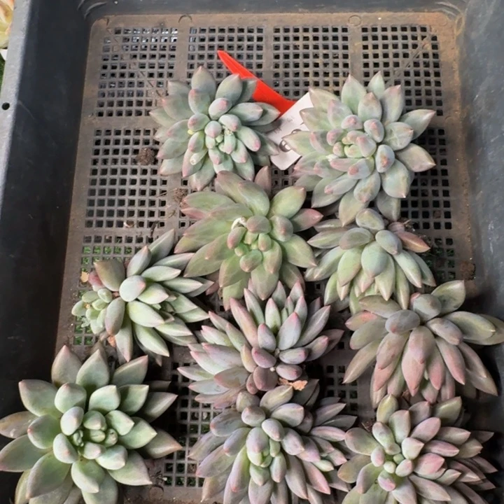 109多肉植物一物一拍