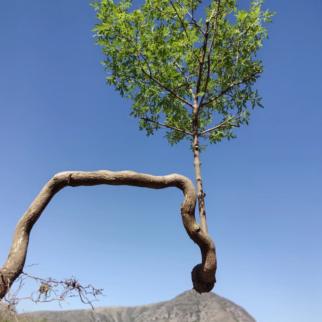 黄荆盆景一物一拍
