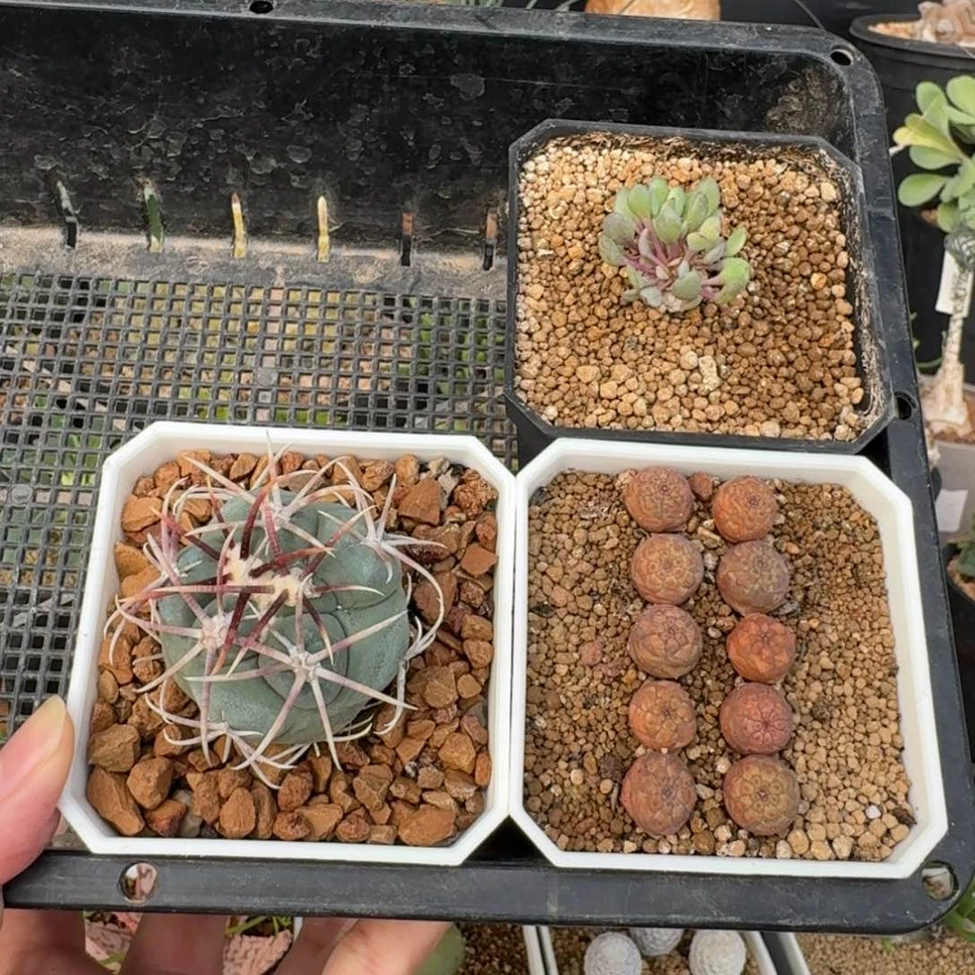 多厚植物福袋脱土不售后