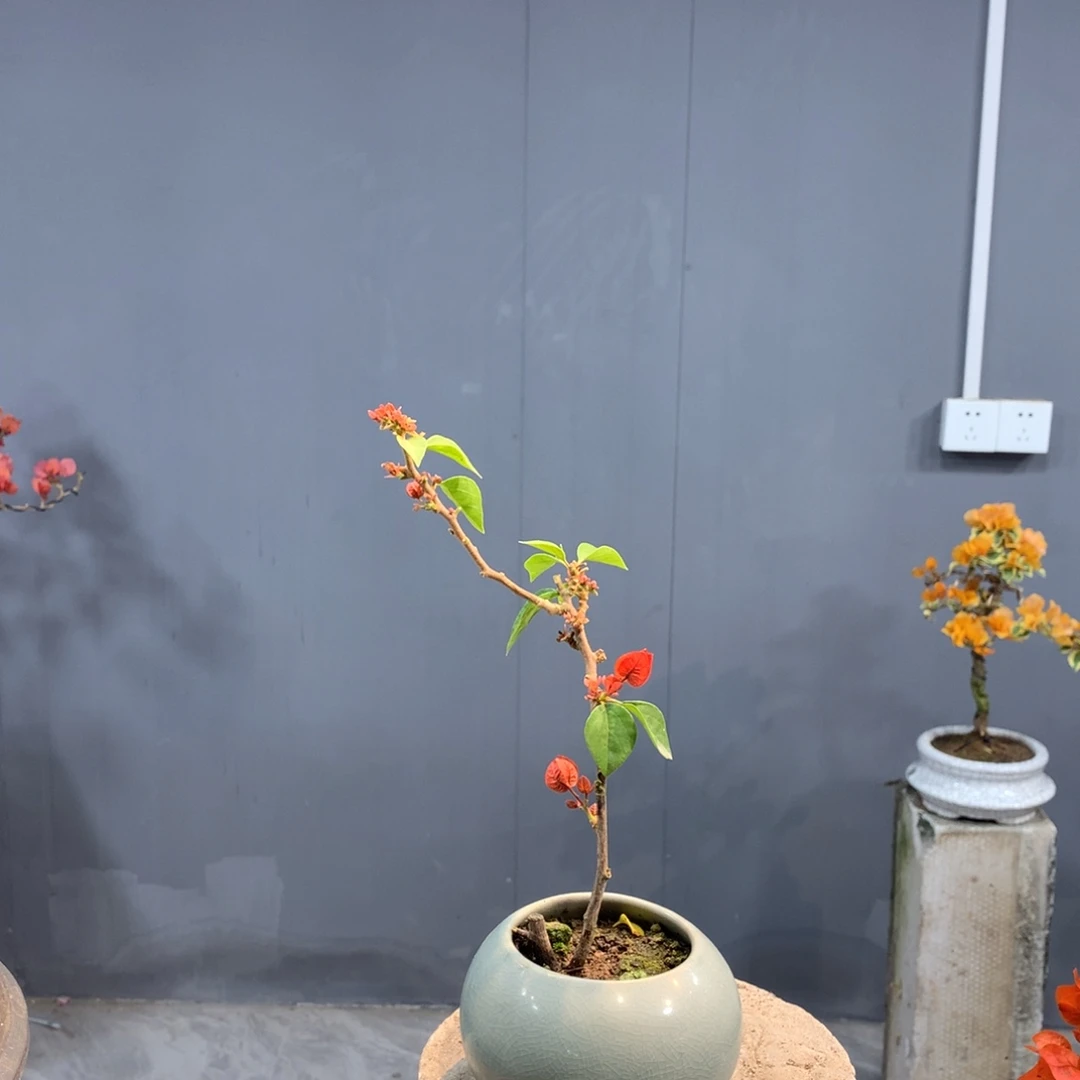 大量花朵（建议范围：8朵-15朵 或40%以上）