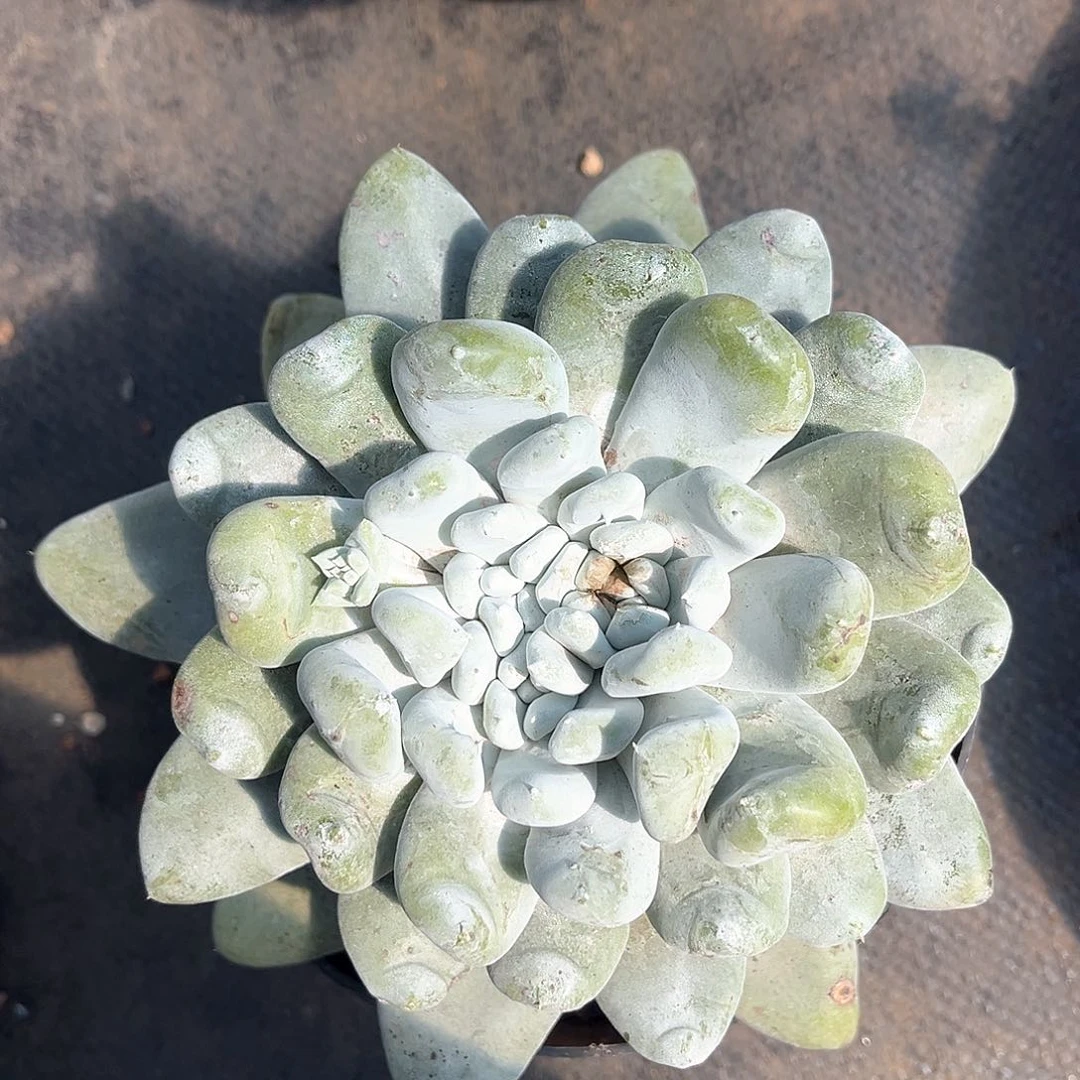 大花朵红拇指三头带盆