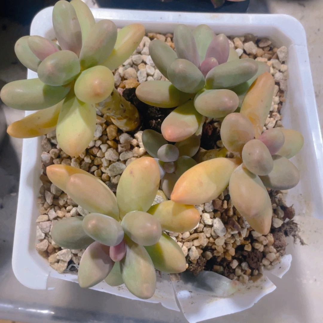 糖果美人多肉植物一棵
