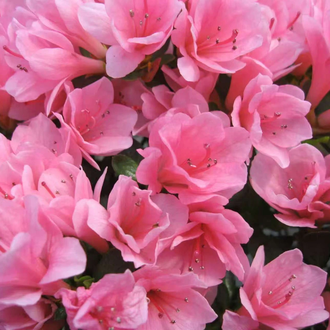 小桃红红四季杜鹃盆栽带花苞花期长好养易活