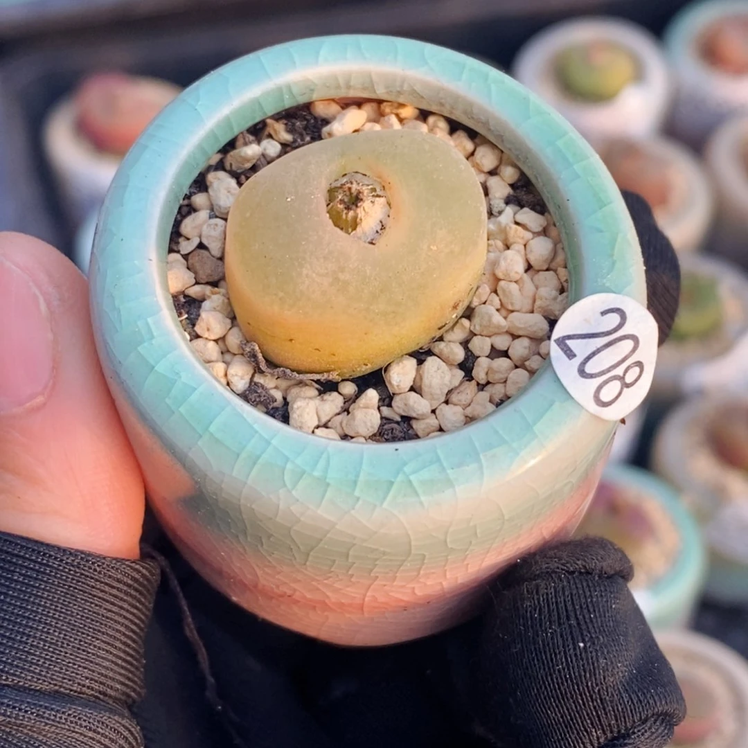 00208-一物一拍 带盆