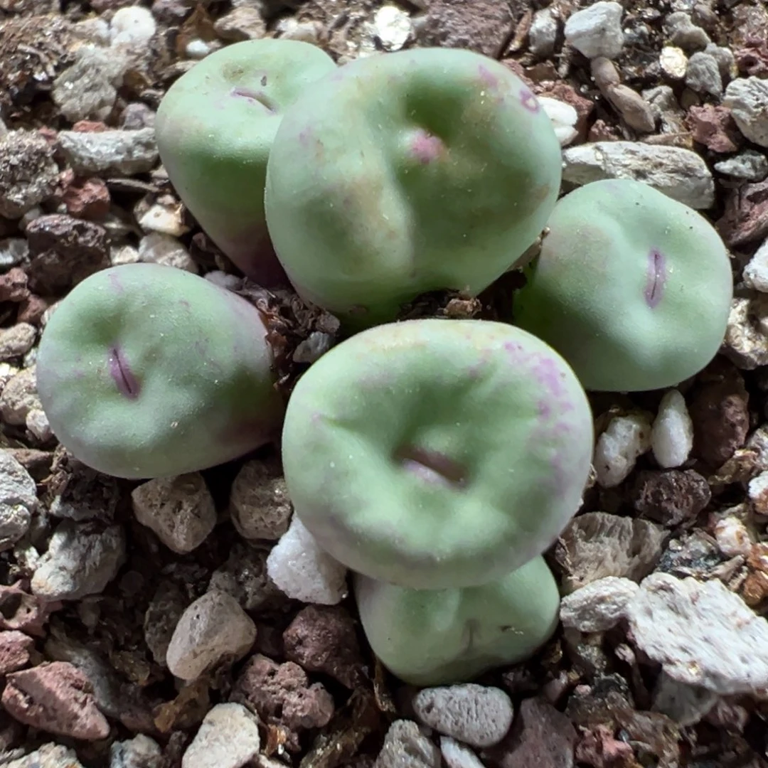 16-58肉锥多肉植物，