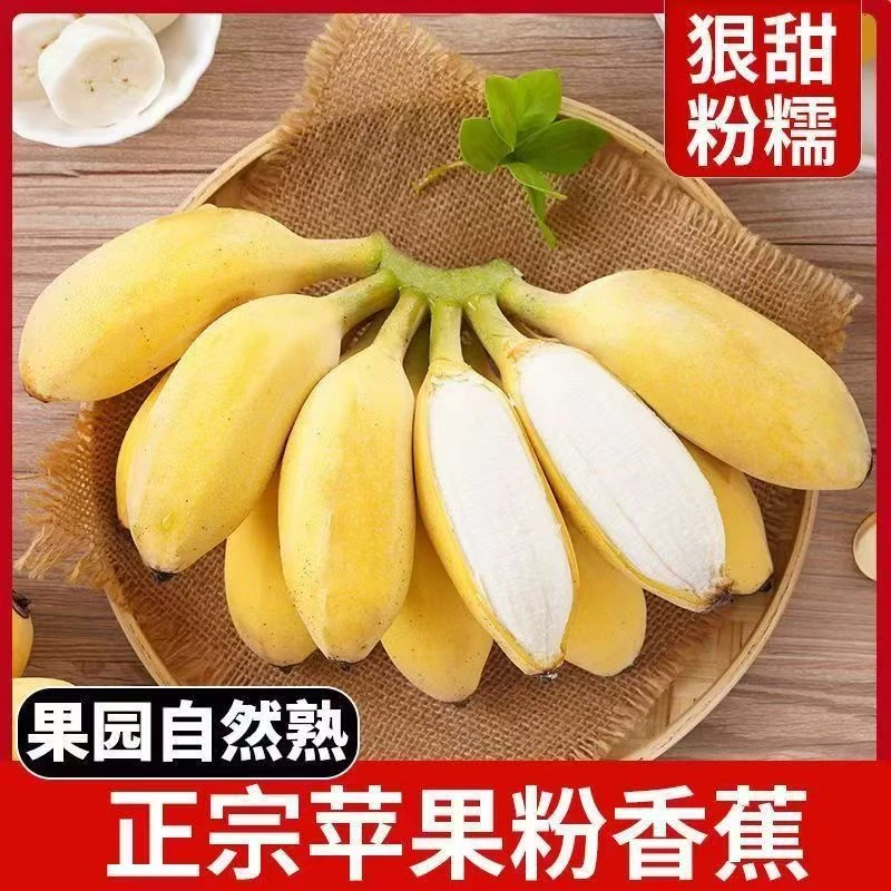【邰北专属】广东正宗苹果蕉香蕉新鲜采摘当季水果软糯香甜产地