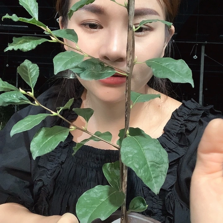 完全开放柿佑卫门42.8