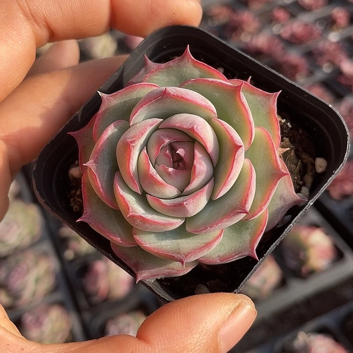 侧影单头随机发满18包邮发2颗