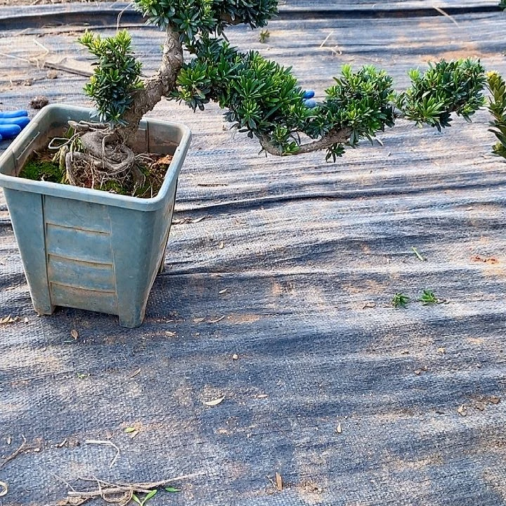 大***哥罗汉松鲜花绿植