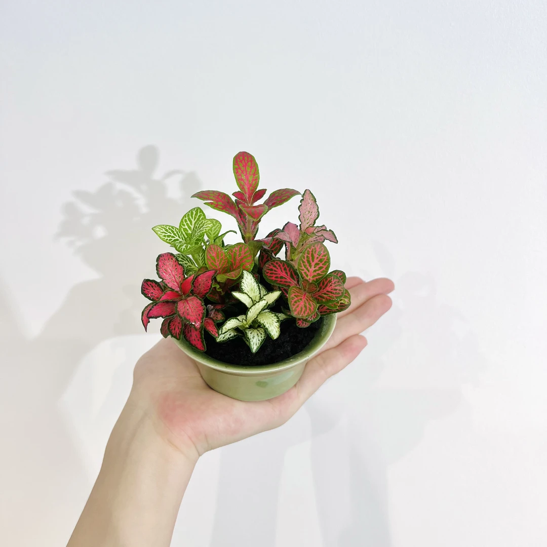 七彩火焰网纹草室内好养办公室桌面迷你绿植