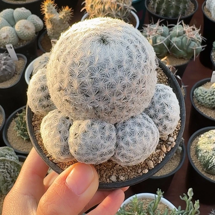 阿***敏大春星群仙人球123