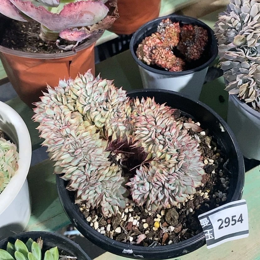 【闪购商品】月光女神锦缀2954