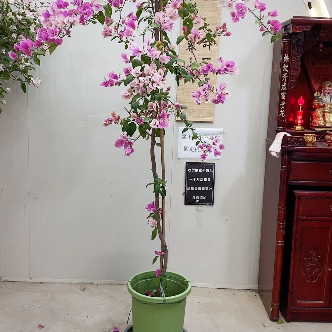 大部分花苞少量开放