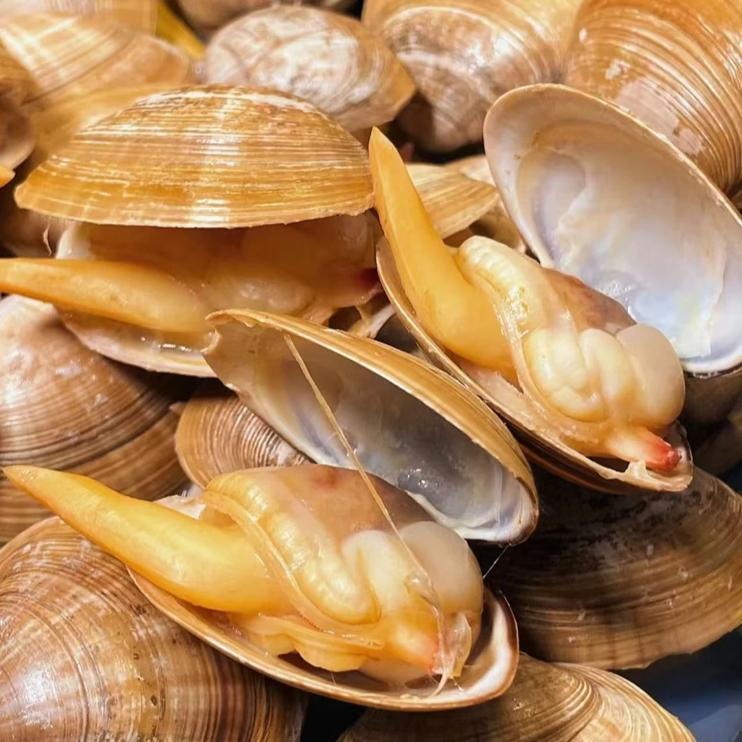 【特大号】丹东黄蚬子鲜嫩多汁 两斤送一斤尝鲜 鲜活发货 95%吐沙率