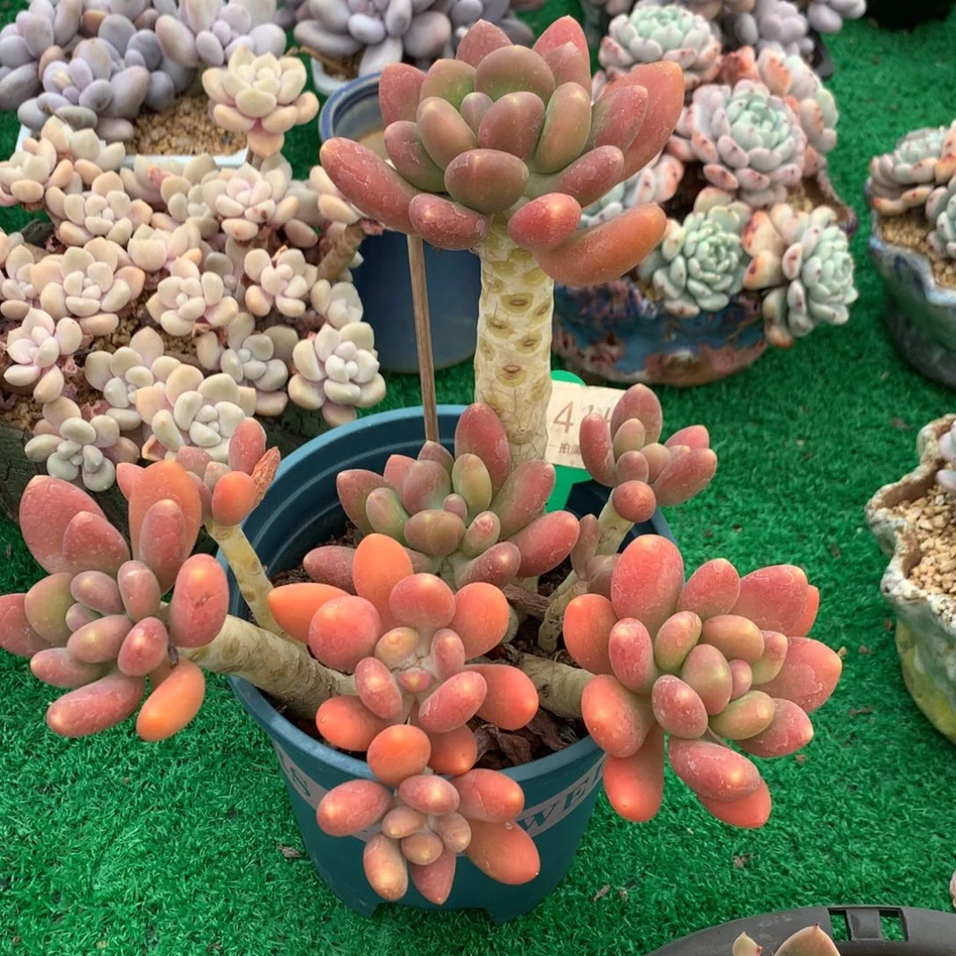 金蝉老桩开播福利1415