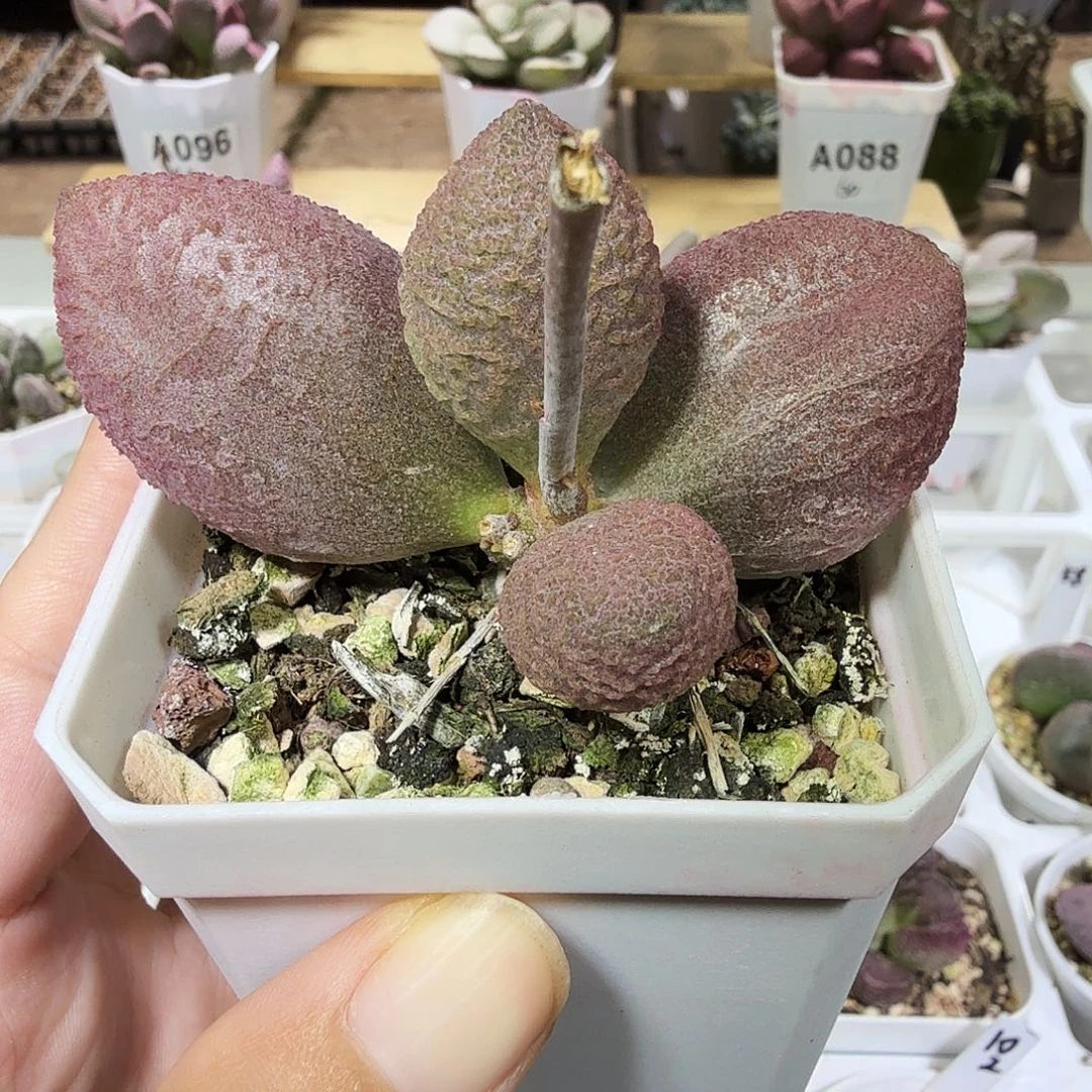 服部水泡多肉植物