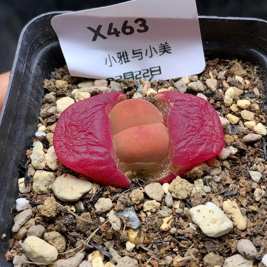 X463多肉植物保护