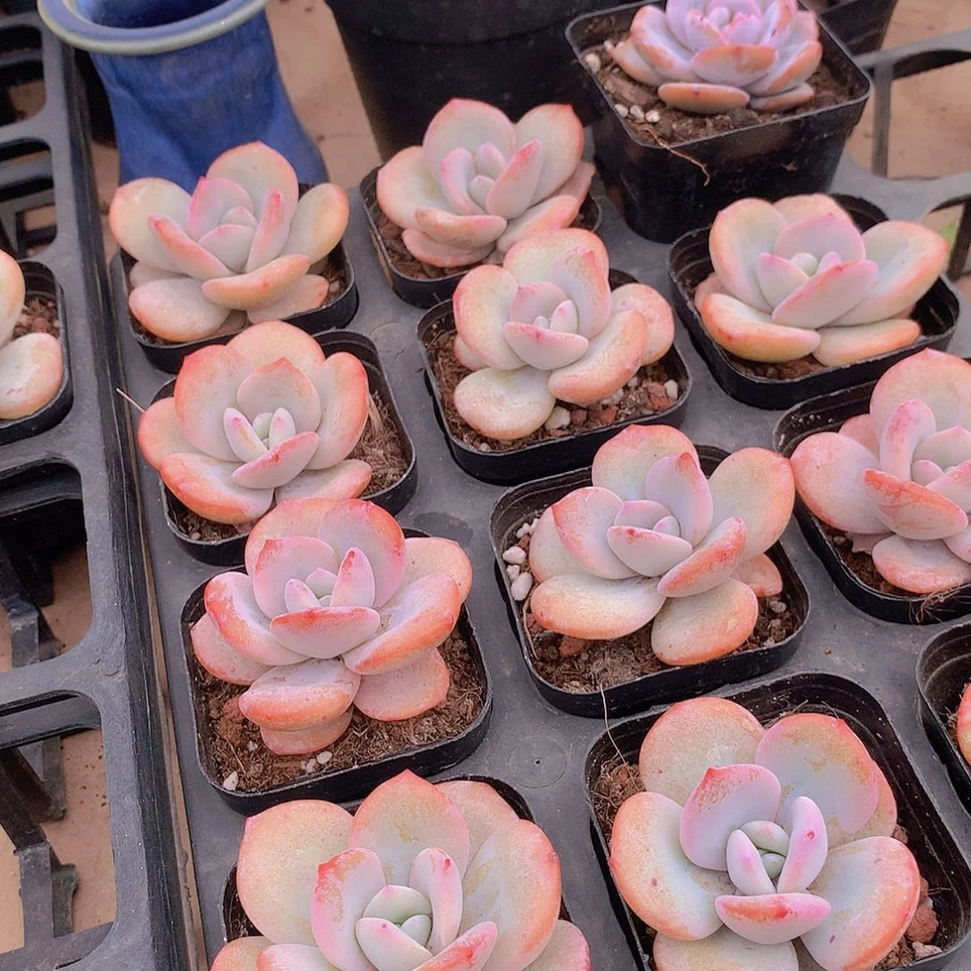 单头6公分花盆奶茶234567899900