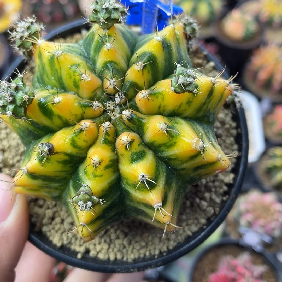 1-266米哈锦7厘米