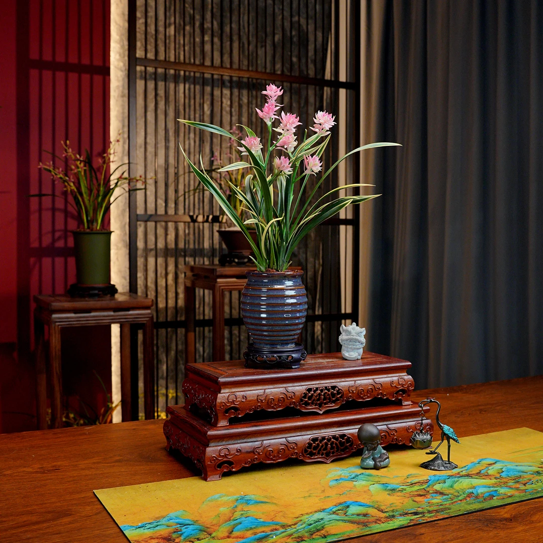 建兰八大奇花【金边牡丹】浓香型兰花 带古风陶罐