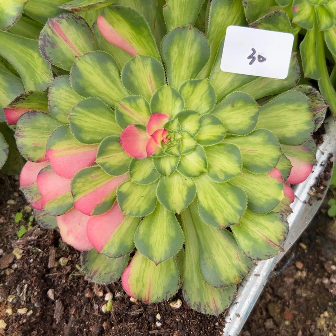 30知否多肉植物系