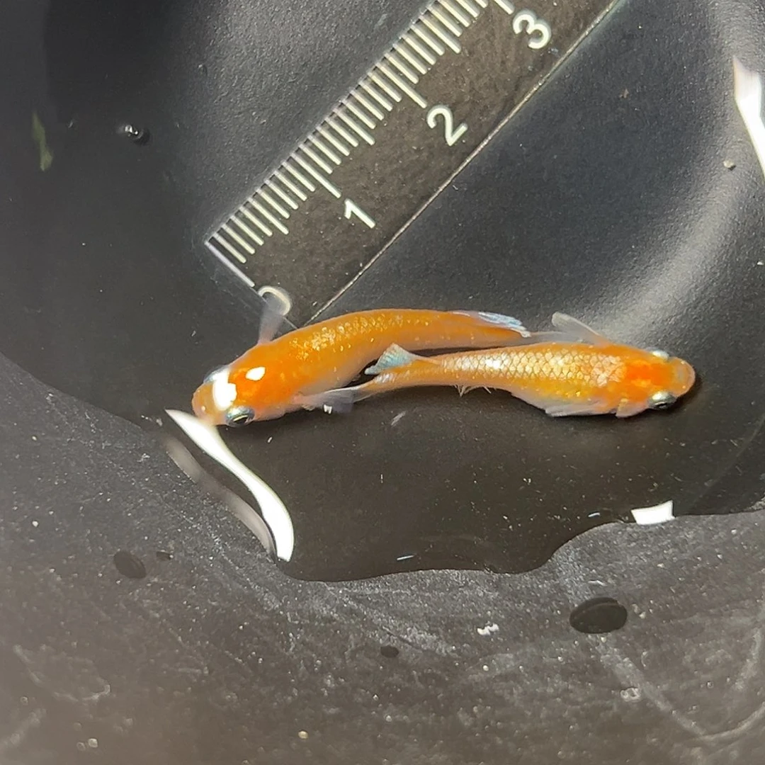 海水林血赤壁一组45