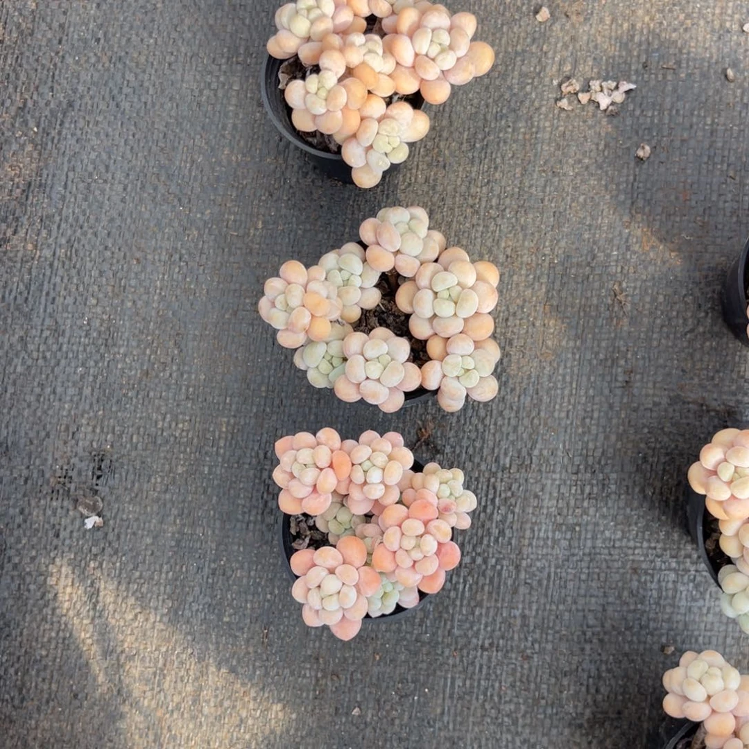 圆***@云尘多肉一物一拍941