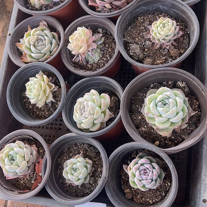 直播福利一物一拍336