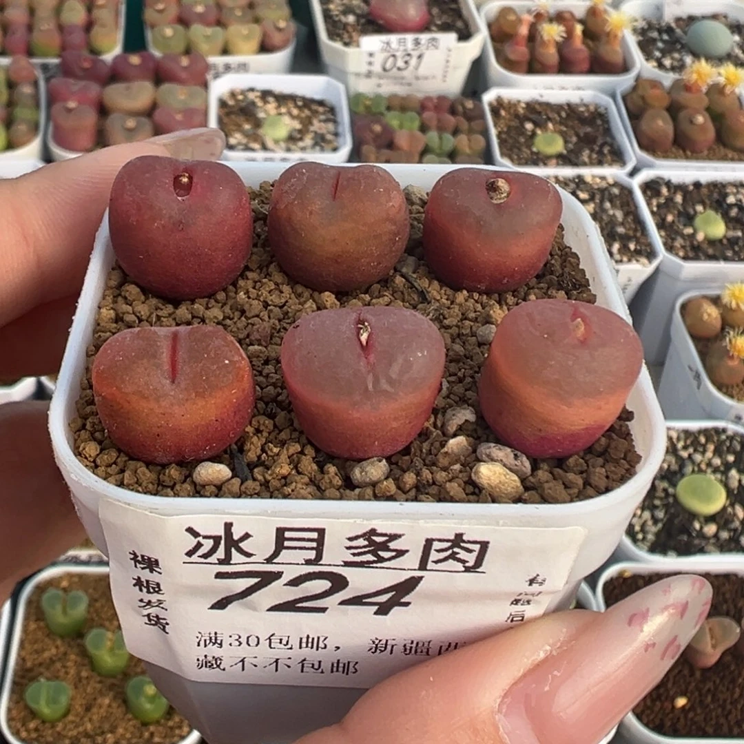 724吕红六颗裸根发货