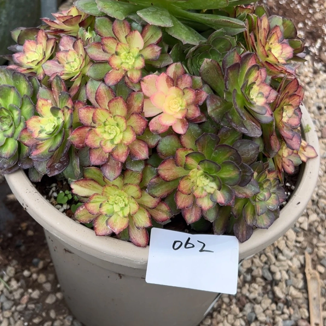 用***0062多肉法师七彩海王一个