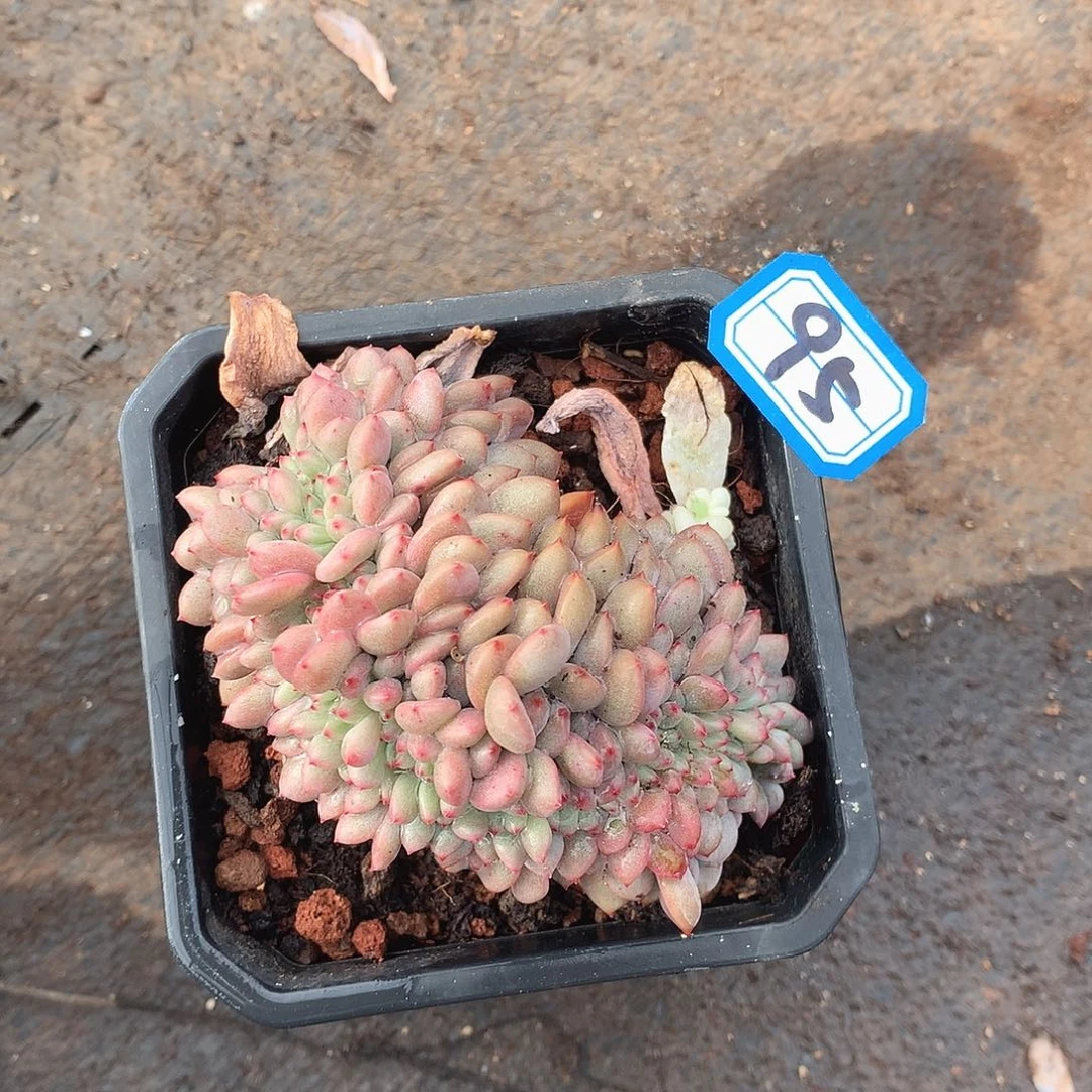 95缀一物一拍多肉