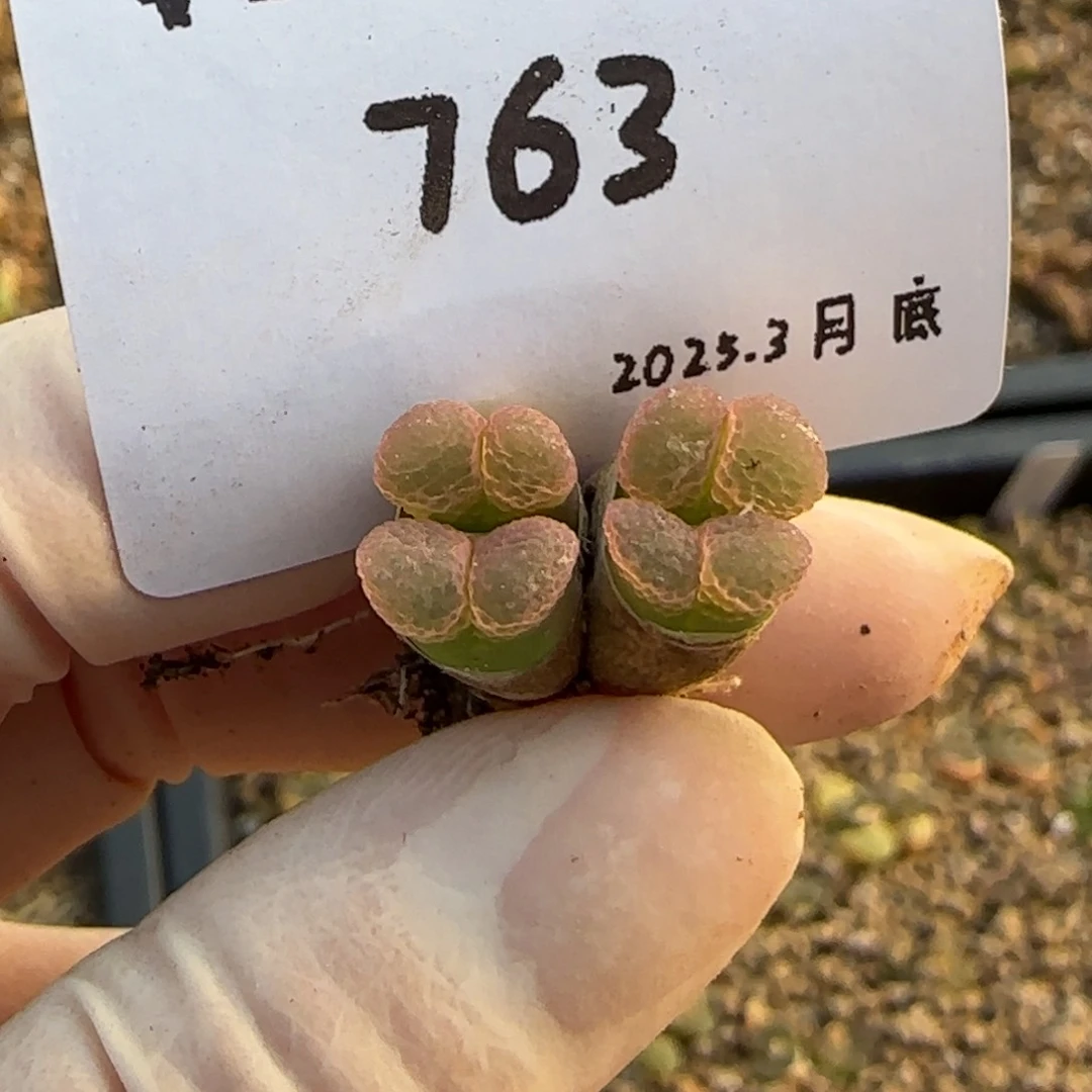 颖*儿多肉多肉多肉3.30-763