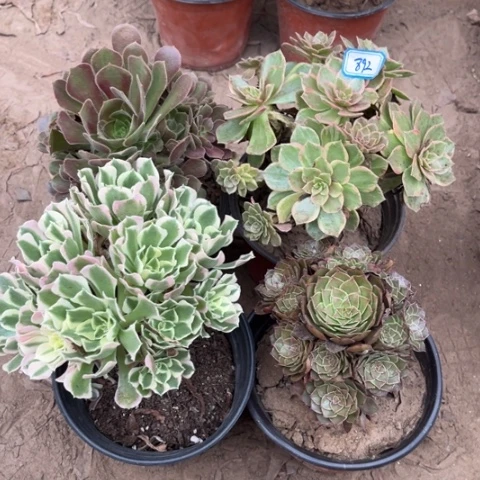 892多肉植物组合，