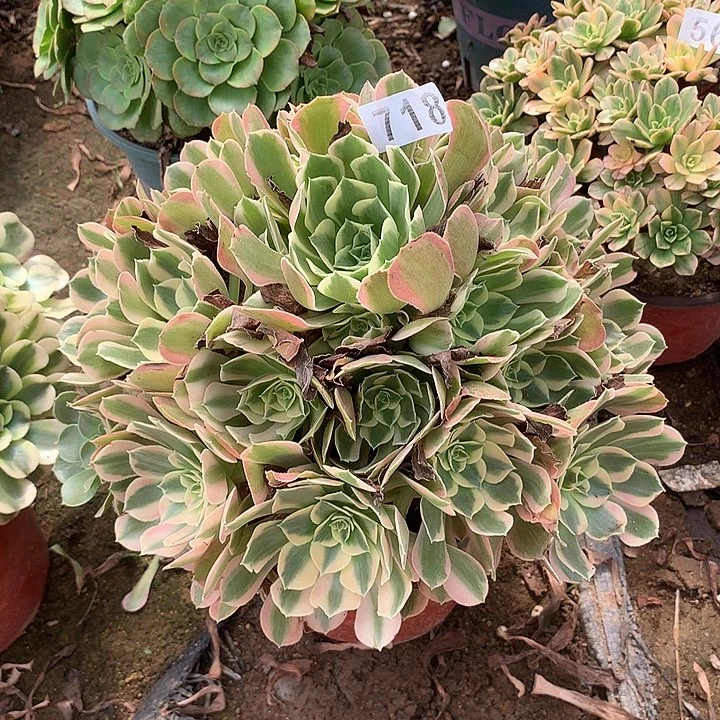 多肉植物粉女郎718号