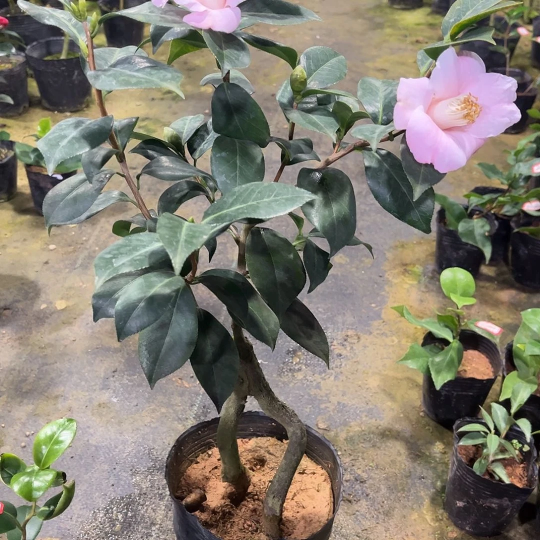 完全开放怪桩 日系 素粧