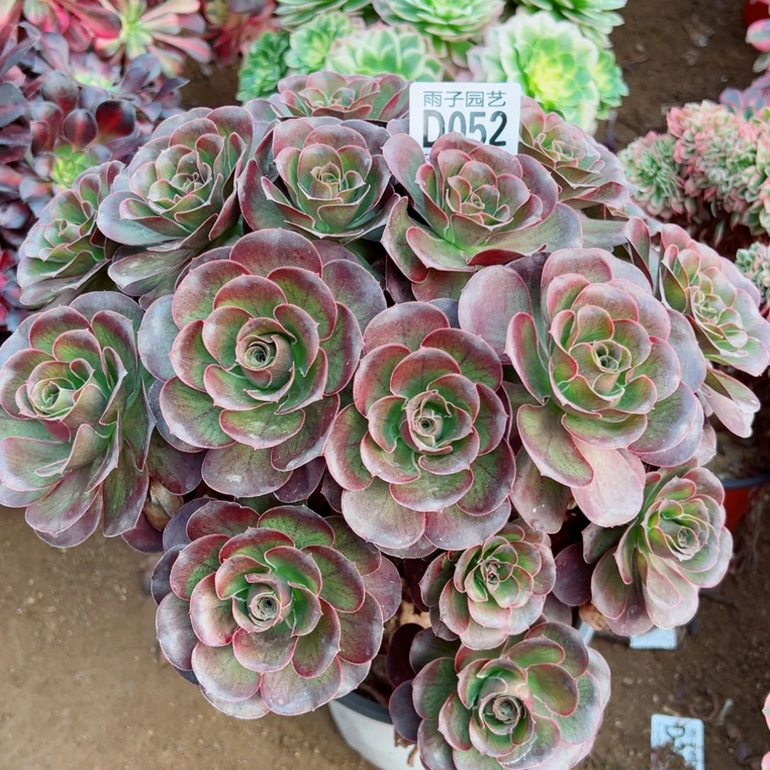 052魅金玫瑰雨子多肉植物