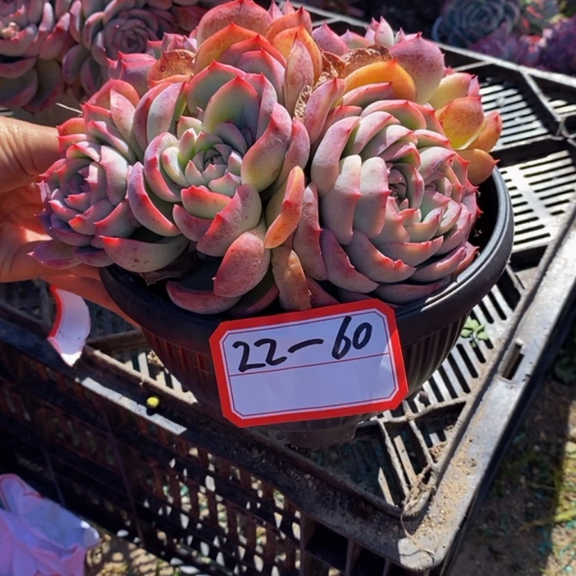 【闪购商品】小*.多肉植物