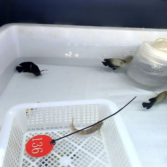 海水鱼西瓜刨小号6-62-136