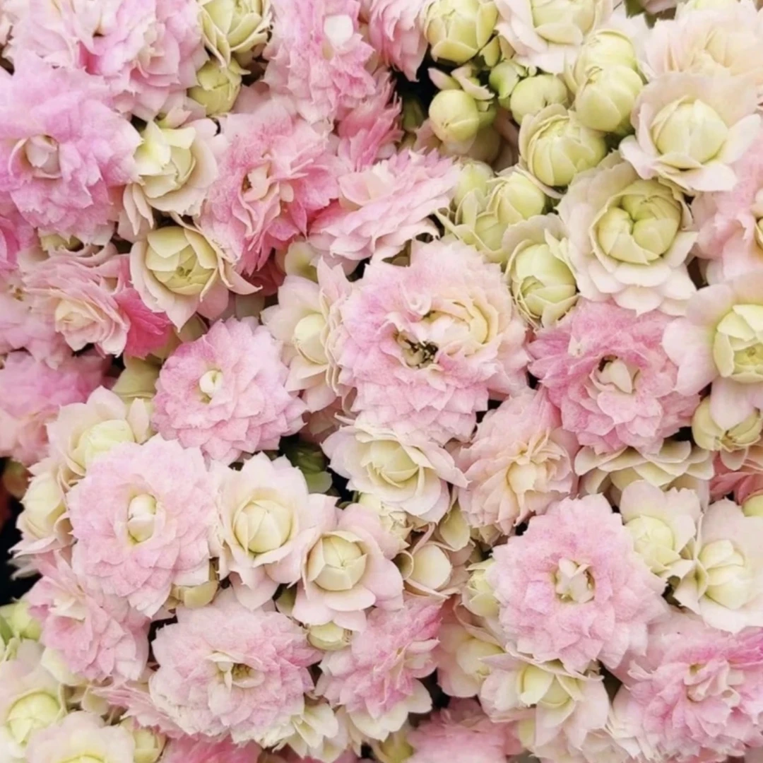 长寿花盆栽～【钻石/白月影】