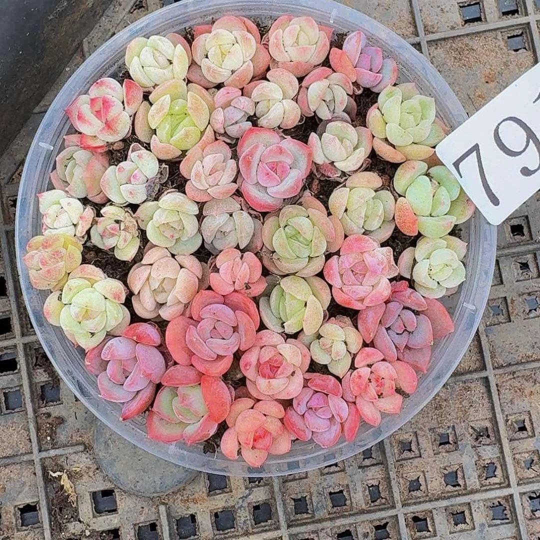 多肉植物多肉植物791