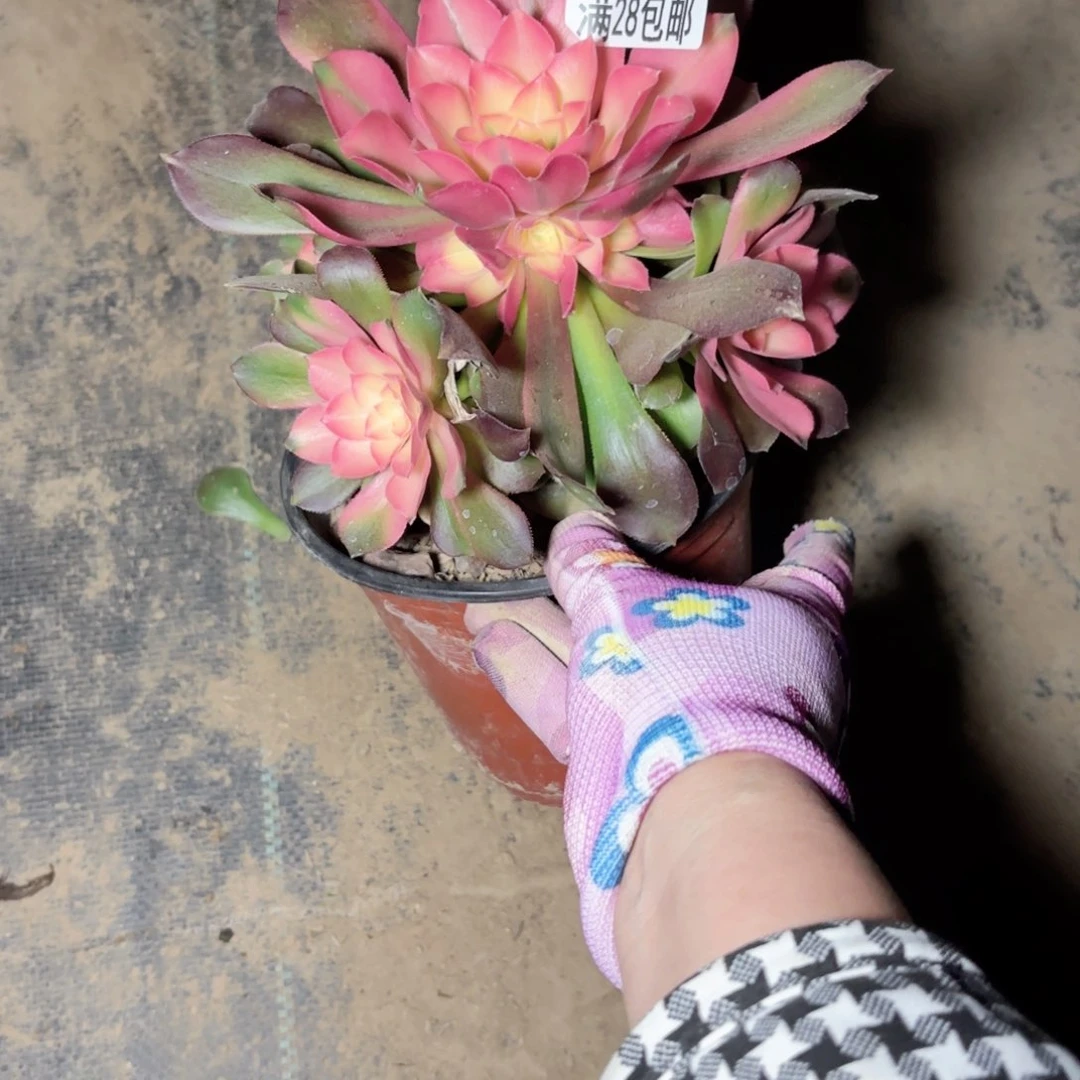 书*X. 7423香妃多肉