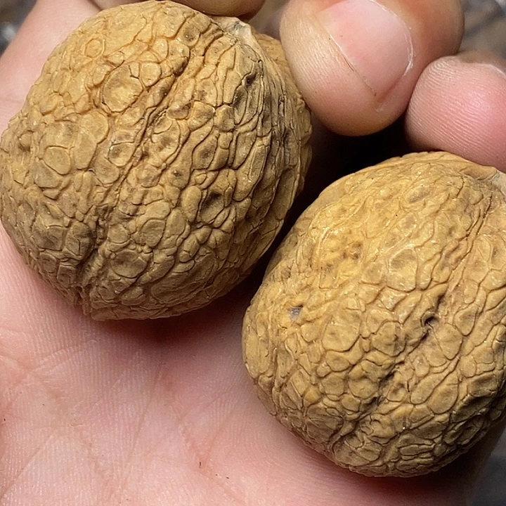 把件文玩核桃云南铁核桃76